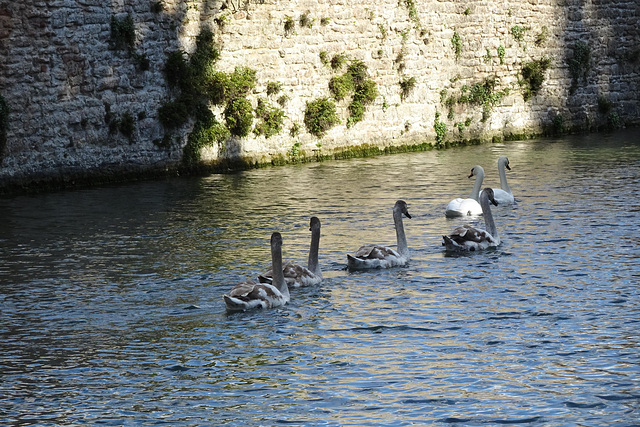 Swans On The Palace Moat