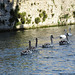 Swans On The Palace Moat