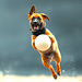 Sweetheart  | Belgian Malinois | Joy of Life |