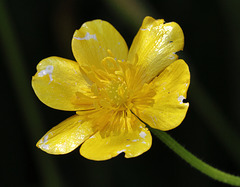 EOS R7 Peter Harriman 13 19 55 4942 buttercup dpp