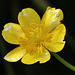 EOS R7 Peter Harriman 13 19 55 4942 buttercup dpp
