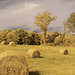 Open Pastures