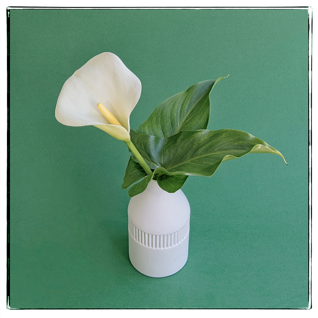 Still Life with Calla Lily