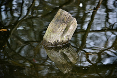 Reflected Stump
