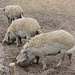 175/365 - Biohaltung von Wollschweinen
