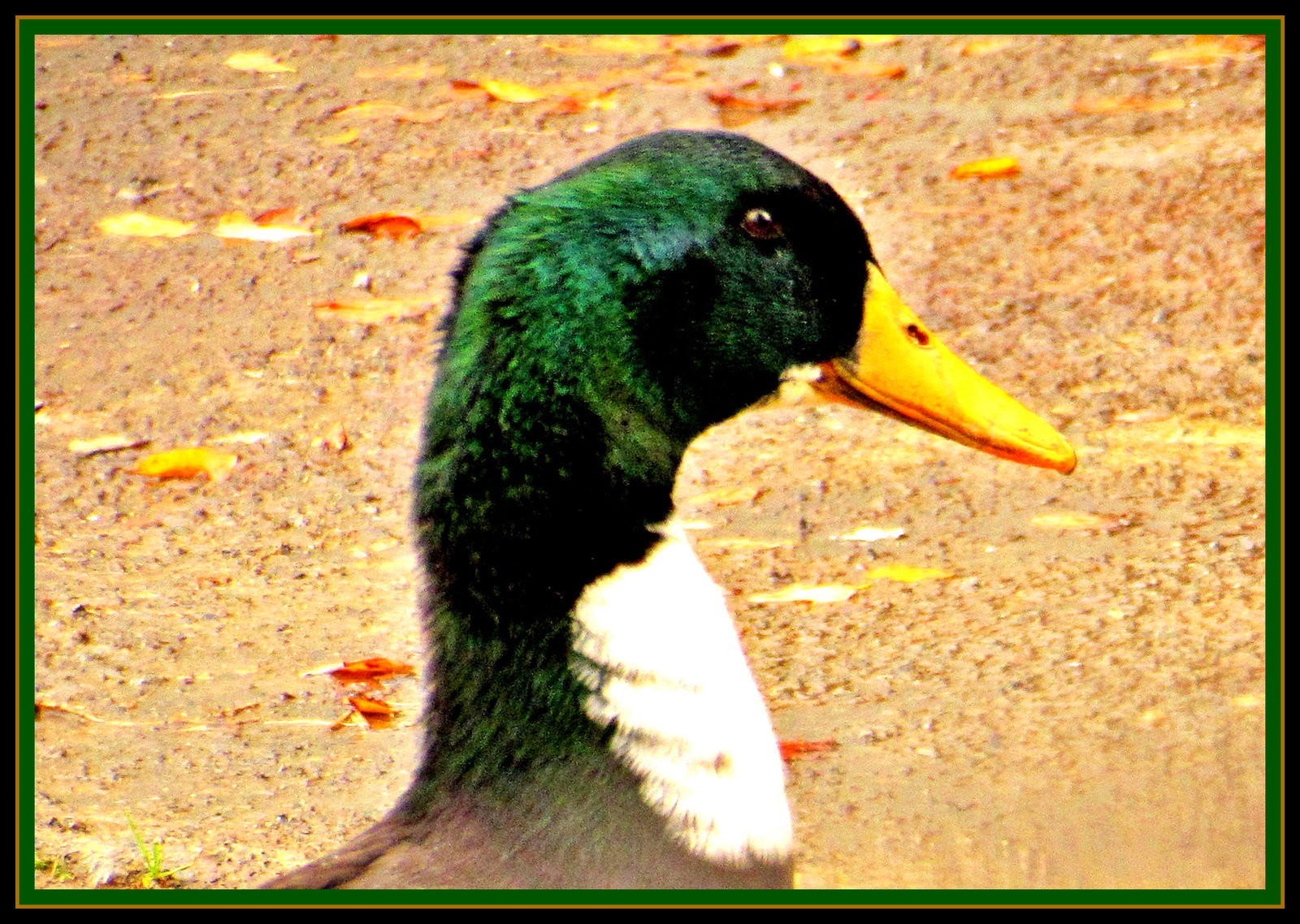 Male Duck