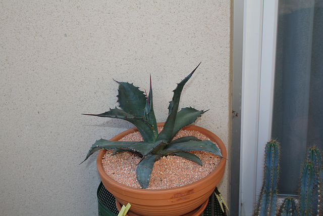 Agave salmiana v. ferox (2)