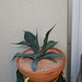 Agave salmiana v. ferox (2)