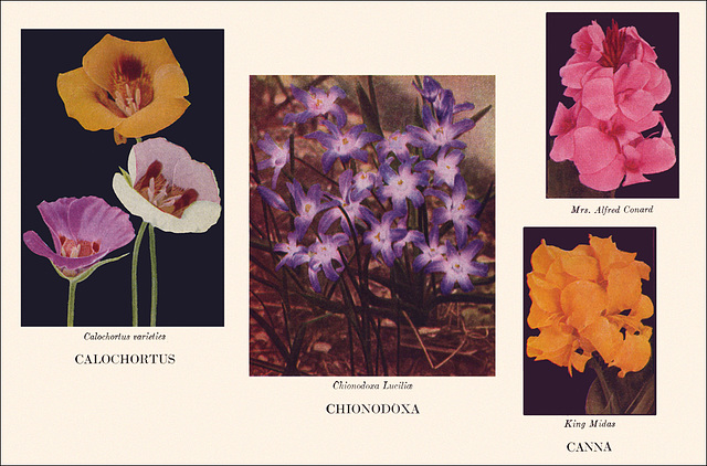 Garden Bulbs In Color (14), 1938/1945