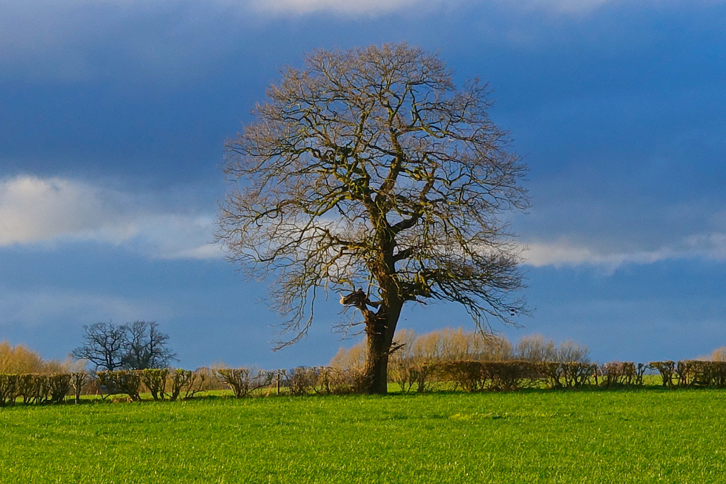 Lone Tree