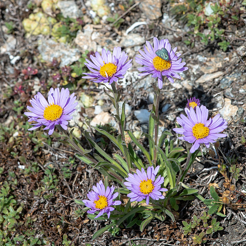 Aster alpinus - Alpen-Aster, Aster des Alpes, Astro alpino - mit grünem Widderchen