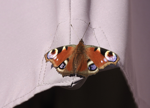 Peacock Butterfly (Aglais io)