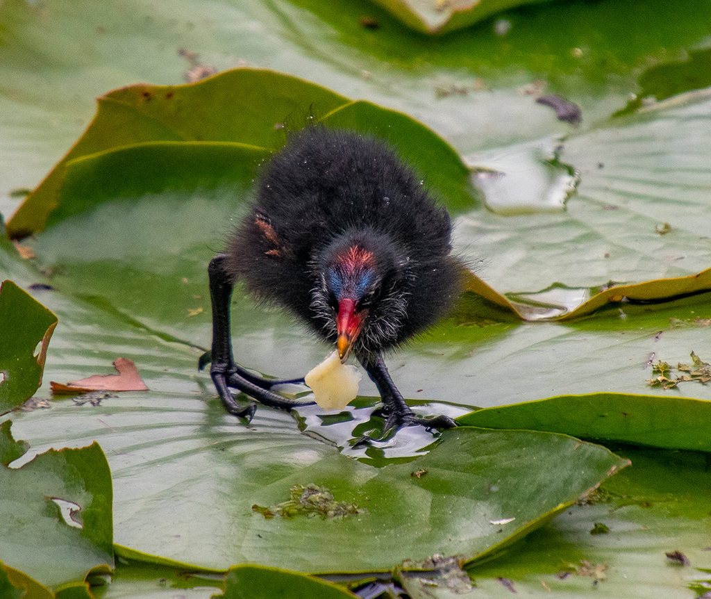 Moorhen chick