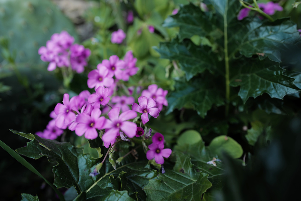 Oxalis articulata, Cotignac