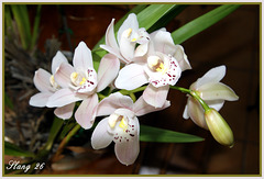 Mes Orchidées, My Orchids.