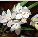 Mes Orchidées, My Orchids.