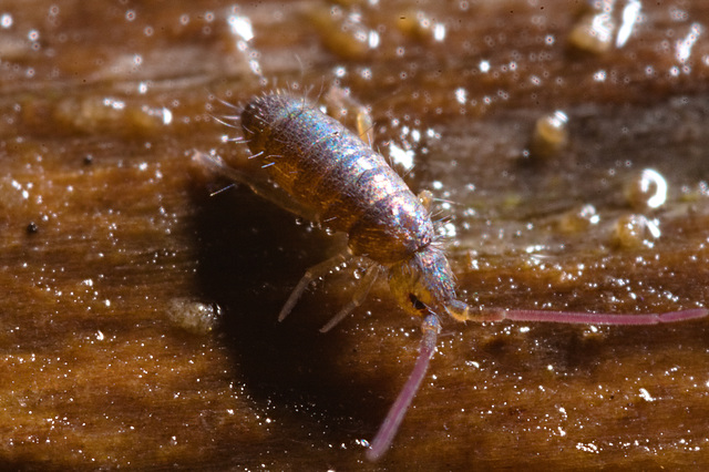 img 6710springtail 50800166617 o