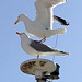 EOS 90D Peter Harriman 15 30 01 03785 excuseMe dpp