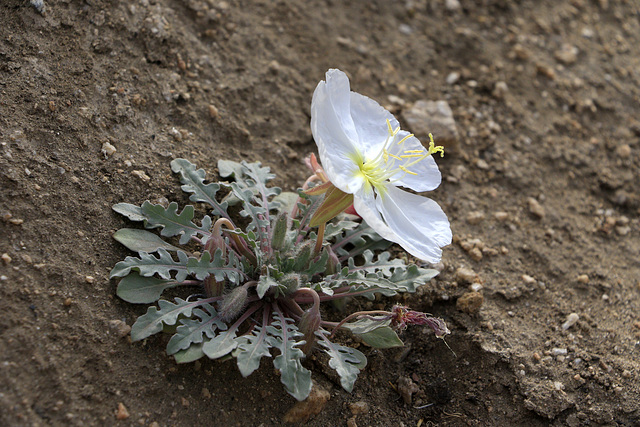 Birdcage Evening Primrose