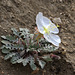 Birdcage Evening Primrose