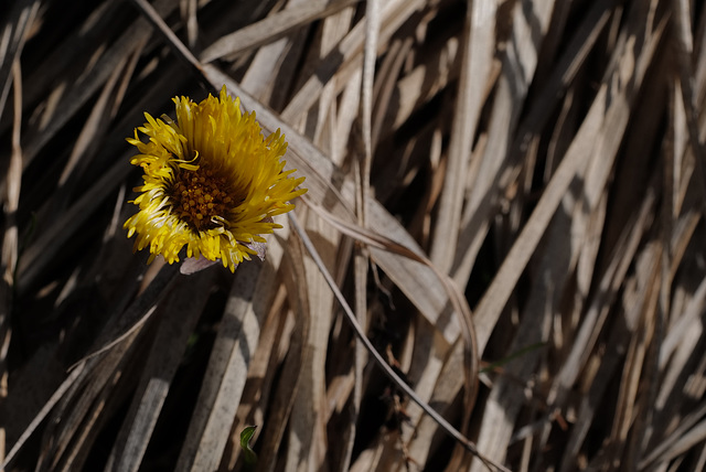 Reichardia tingitana, Asteraceae, Alpes FR