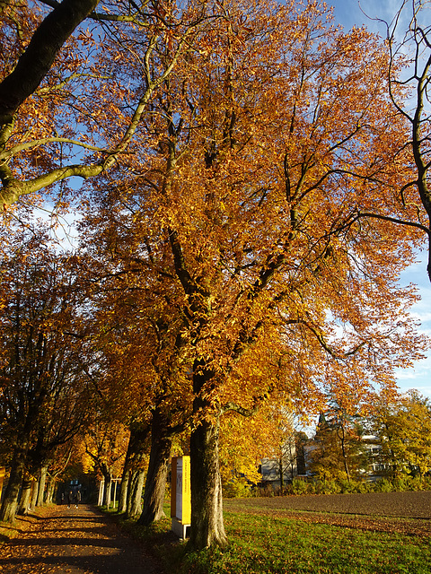 Herbst in Bern