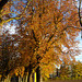 Herbst in Bern