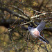 Mésange à longue queue