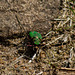 Green Tiger Beetle