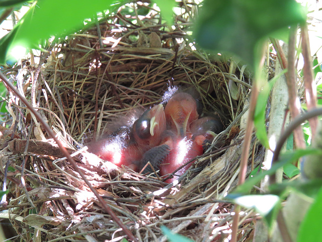 Baby cardinals three days after hatching