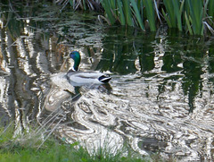 Mallard cruising the pond
