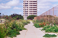 Wild Spring flowers along footpath, Alvor (scan from 2000)