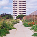 Wild Spring flowers along footpath, Alvor (scan from 2000)