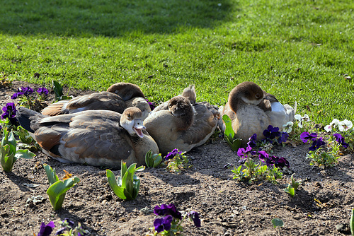 Bewachte Gänse (Wilhelma)