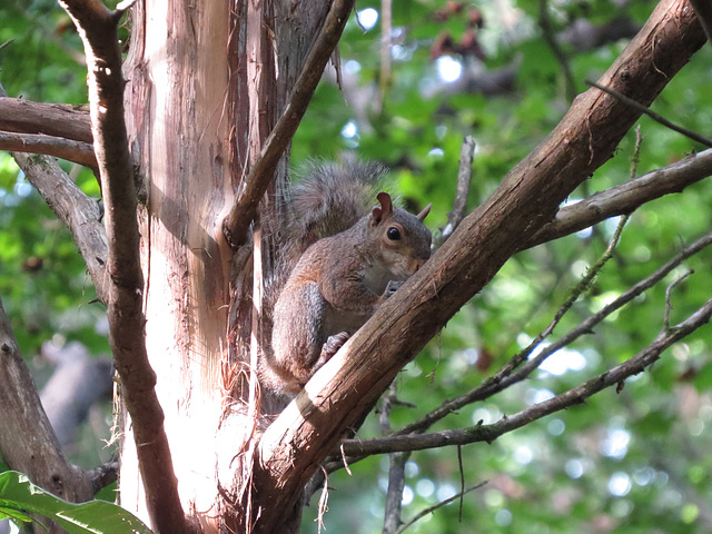 Eastern gray squirrel