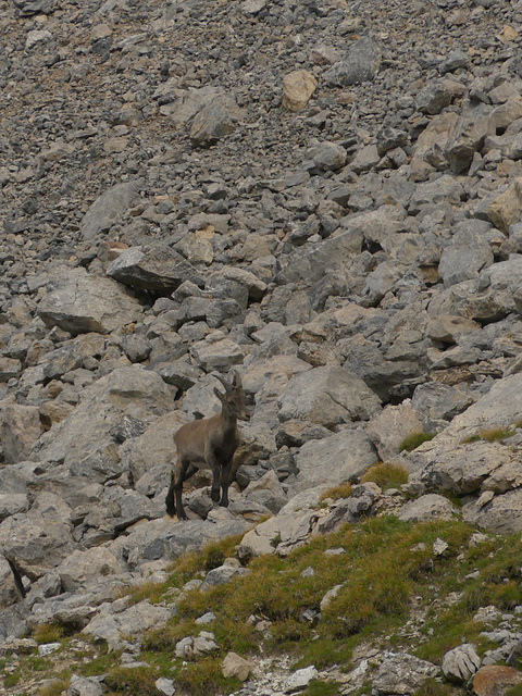 20180827 -0901 Randos Névache (Vallée de la Clarée 05) (540) al