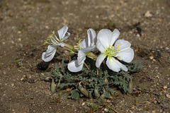 Birdcage Evening Primrose