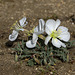 Birdcage Evening Primrose