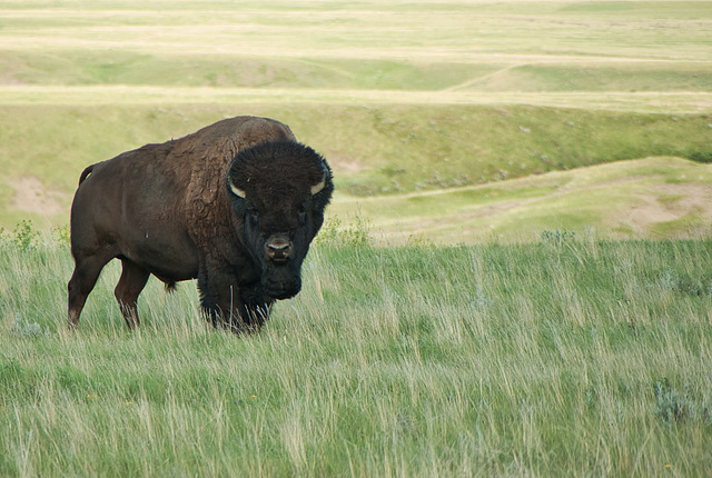 Plains Bison-Grasslands NP West Block