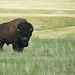 Plains Bison-Grasslands NP West Block