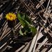 Reichardia tingitana, Asteraceae, Alpes FR