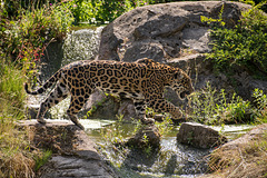 Jaguar4