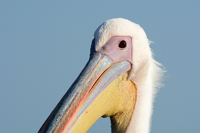 Namibia, Walvis Bay, Portrait of Pelican