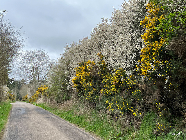 Blackthorn in bloom