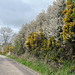 Blackthorn in bloom