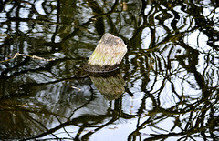 Reflected Stump