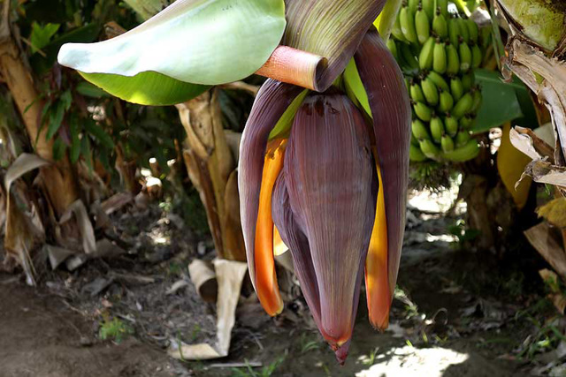 FLOR DEL PLATANO-ARICA