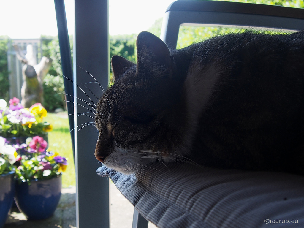 Bastian's backlit silhouette - for Happy Caturday