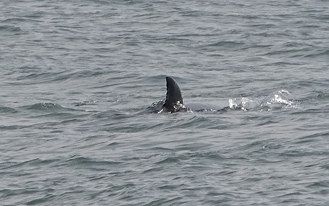 DSC05288a - boto-da-tainha Tursiops truncatus gephyreus, Cetaceae