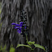 Salvia coerulea, Lamiaceae, Toulon FR